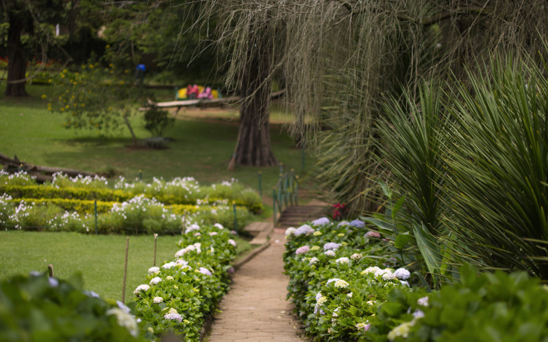 Nature Walks and Forest Trails