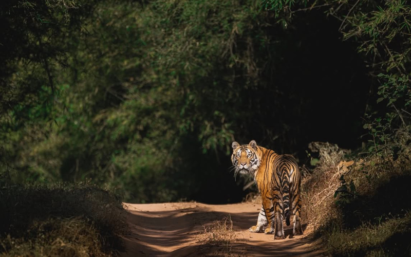 Mudumalai Tiger Reserve